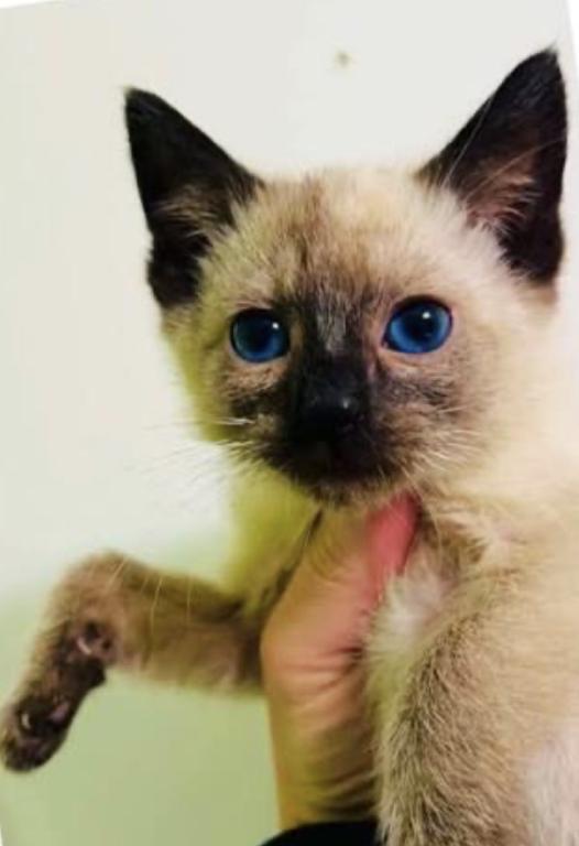 Siamese photo 7