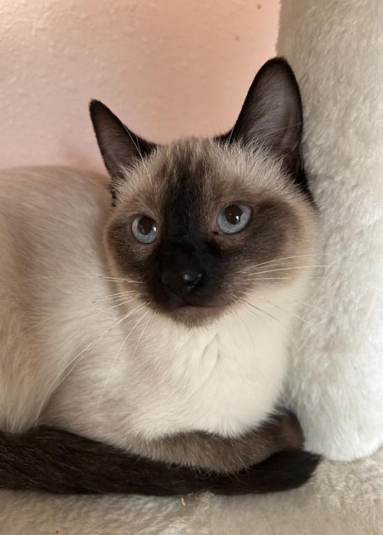 Siamese photo 4