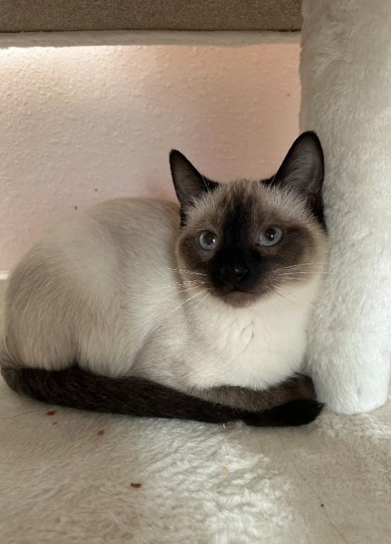 Siamese photo 1