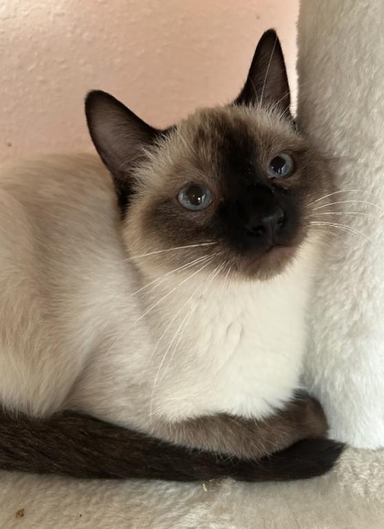 Siamese photo 3
