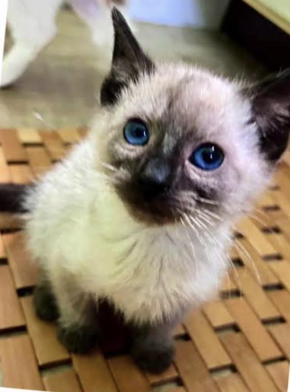 Siamese photo 6