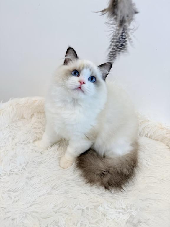Ragdoll photo 2