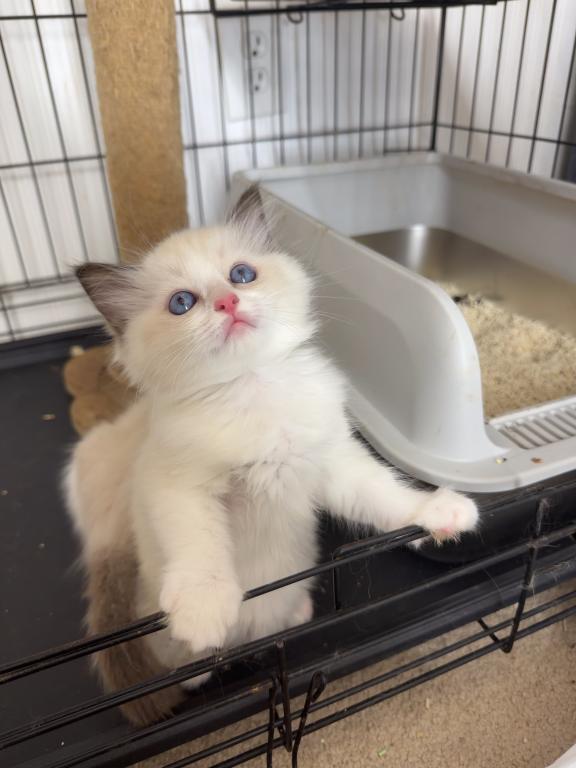 Ragdoll photo 2
