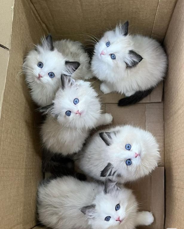 Ragdoll photo 1