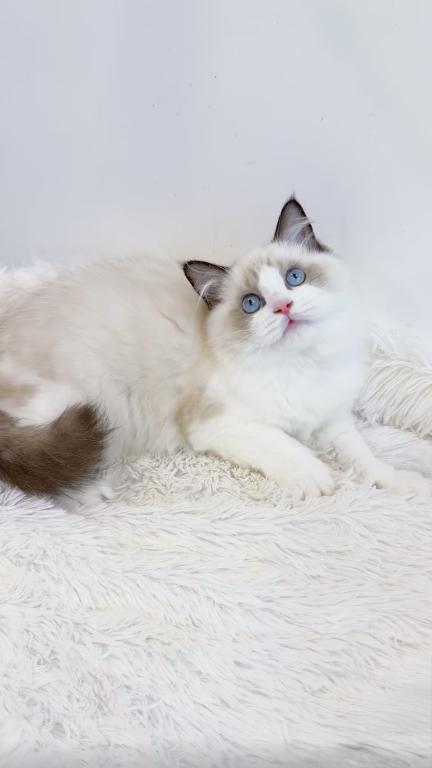 Ragdoll photo 3
