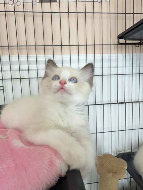 Ragdoll photo 3