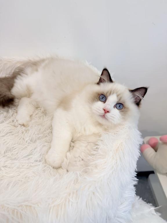 Ragdoll