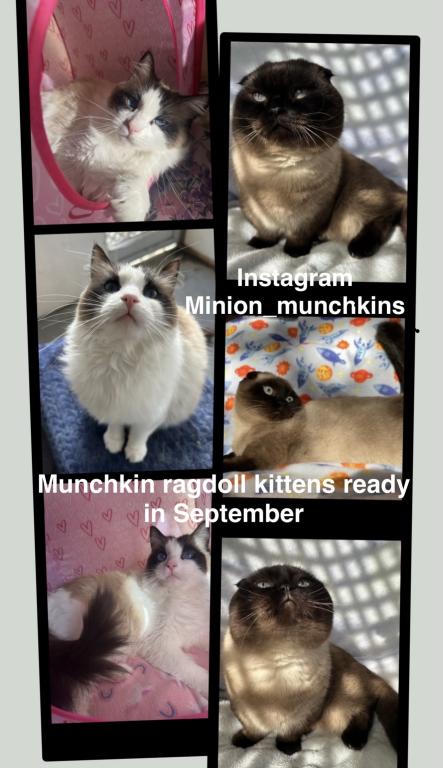 Minnie & Murphy photo 2