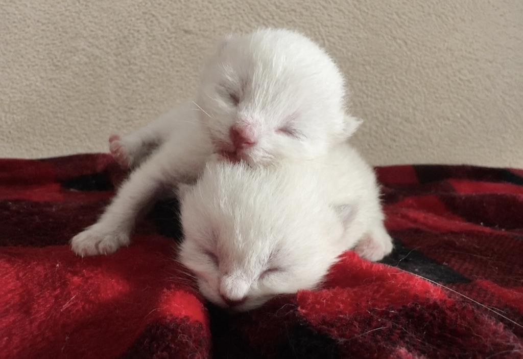 Minnie & Murphy photo 3