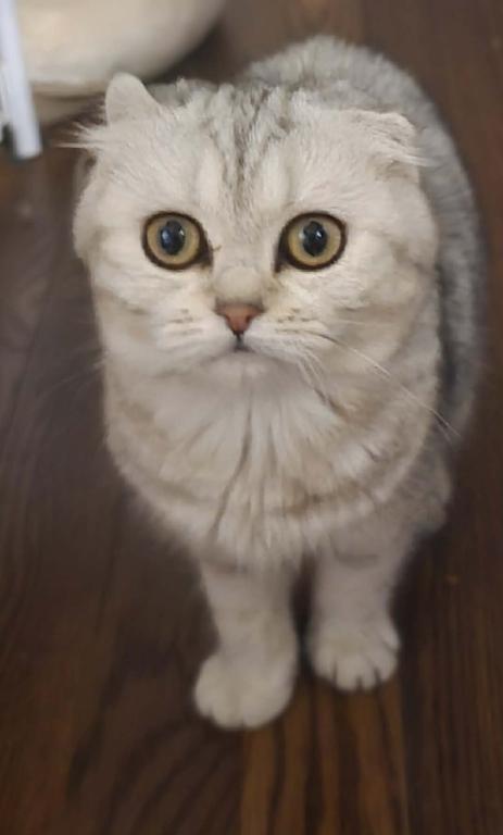 Mikka photo 12