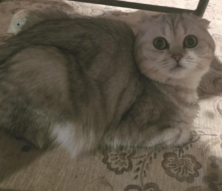 Mikka photo 13