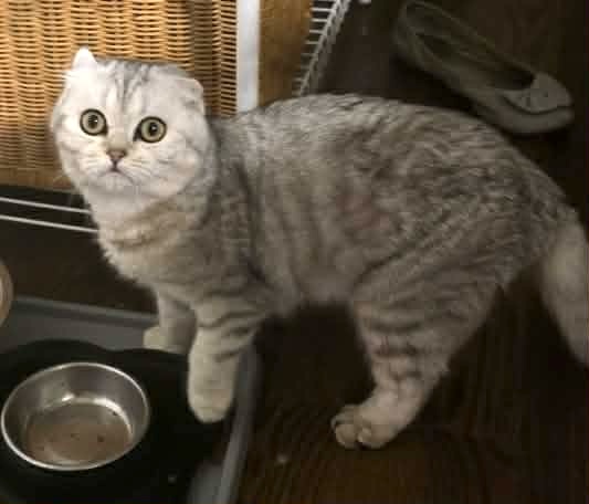 Mikka photo 1