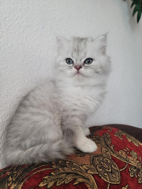 Sweetie photo 1