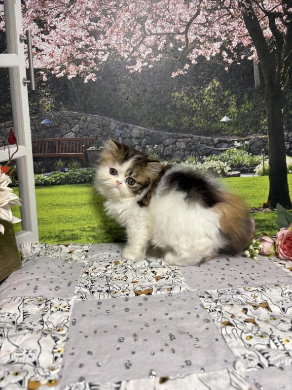 Tilly photo 18