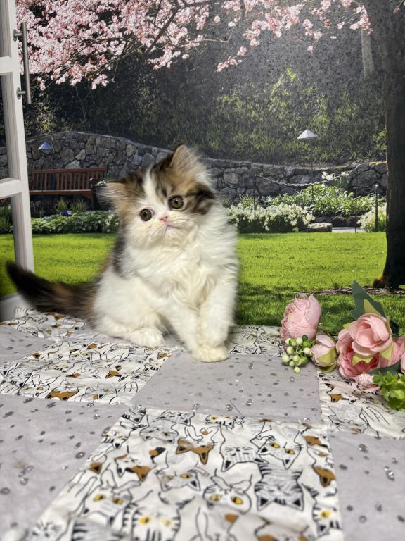 Tilly photo 19