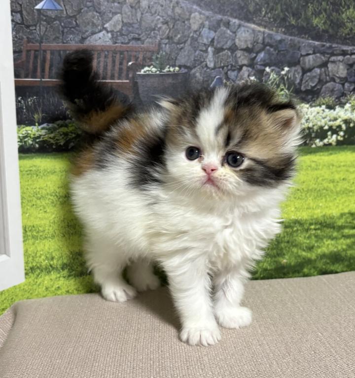 Tilly photo 32