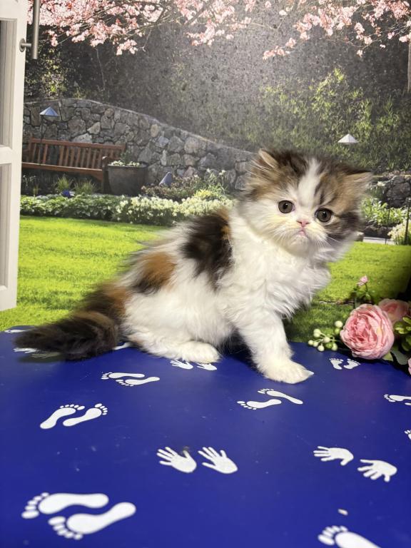 Tilly photo 25
