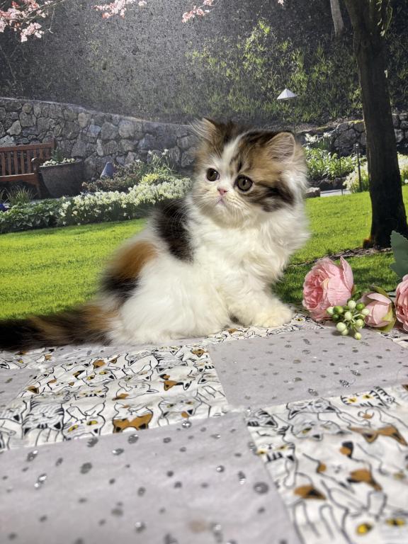 Tilly photo 17