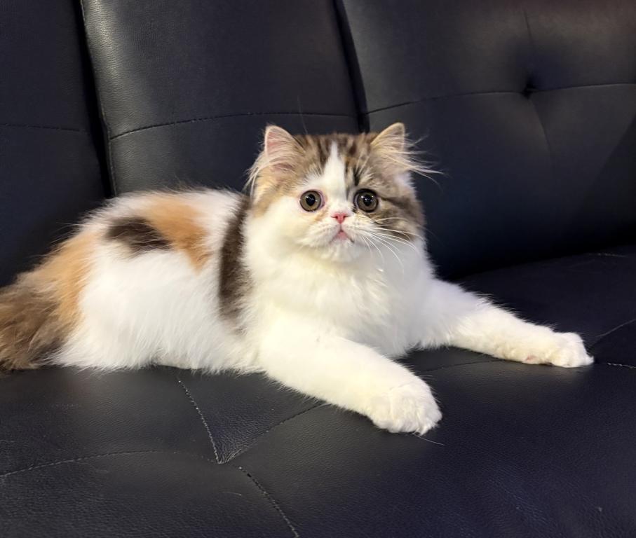 Tilly
