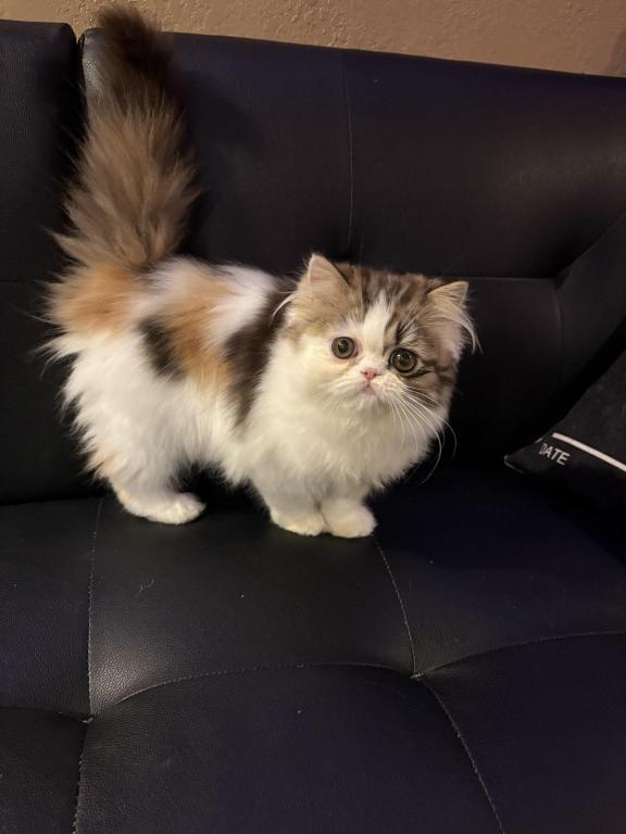 Tilly photo 5
