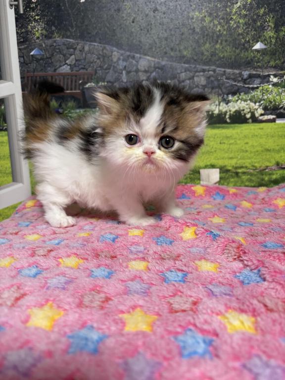 Tilly photo 33