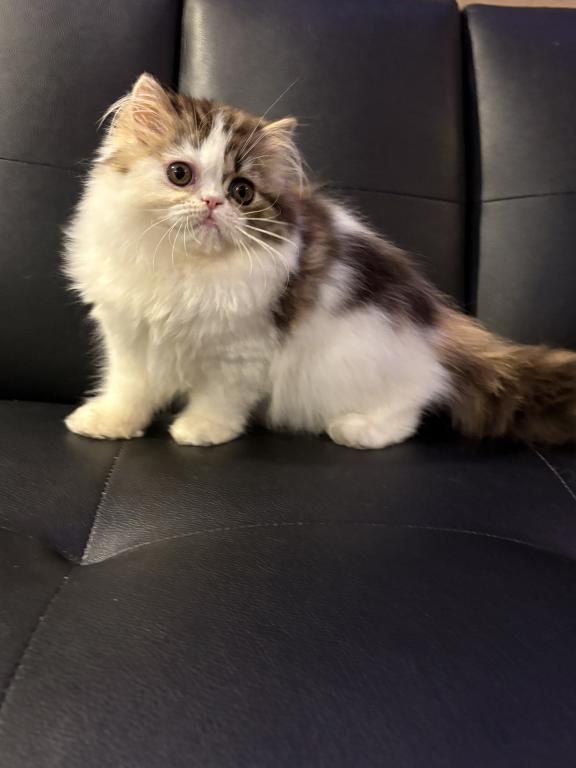 Tilly photo 3