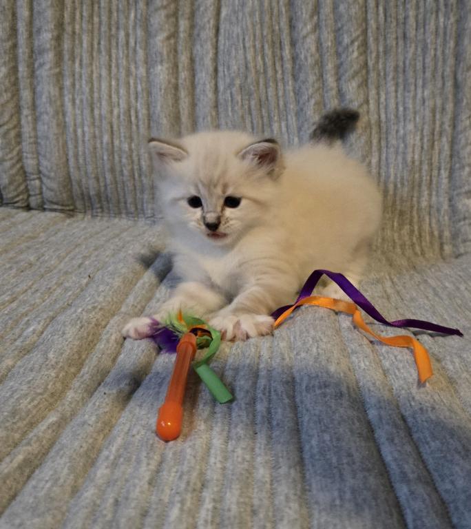 Baby Ragdolls photo 5