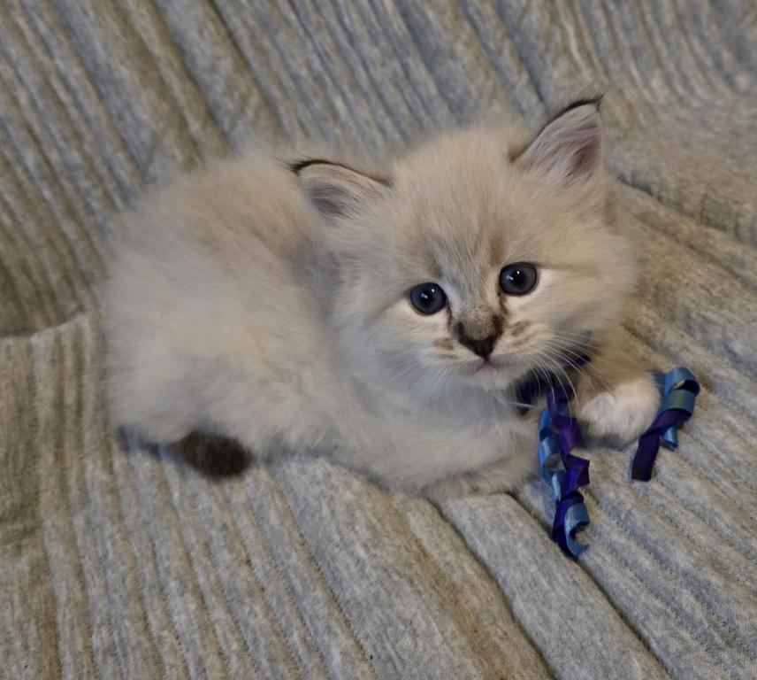 Baby Ragdolls photo 4