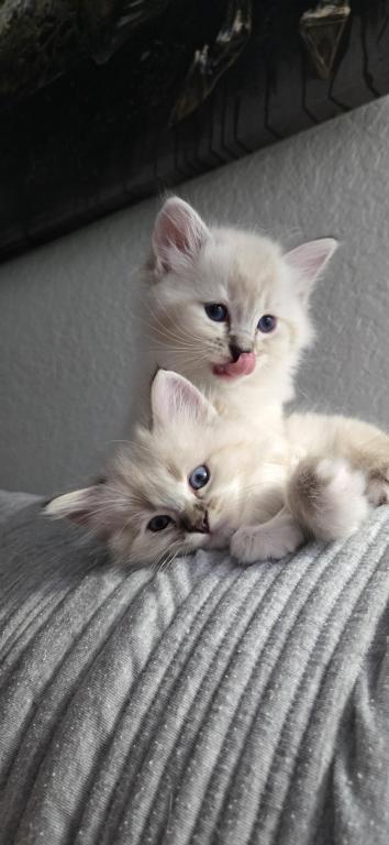 Baby Ragdolls