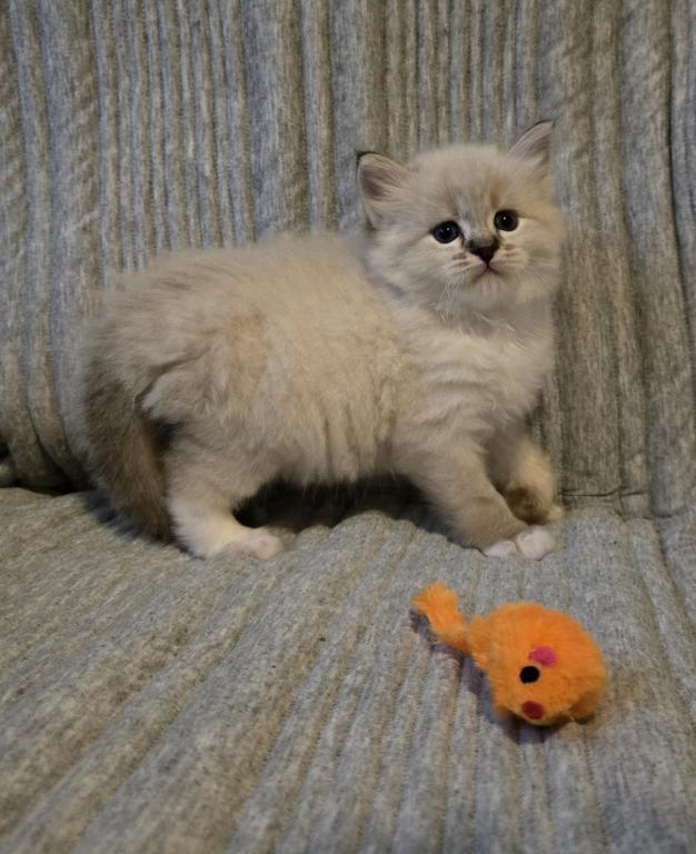 Baby Ragdolls photo 6