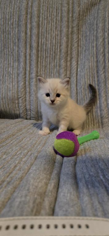 Baby Ragdolls photo 3
