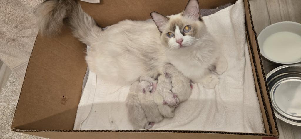Baby Ragdolls photo 7
