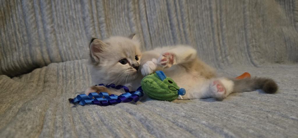 Baby Ragdolls photo 2