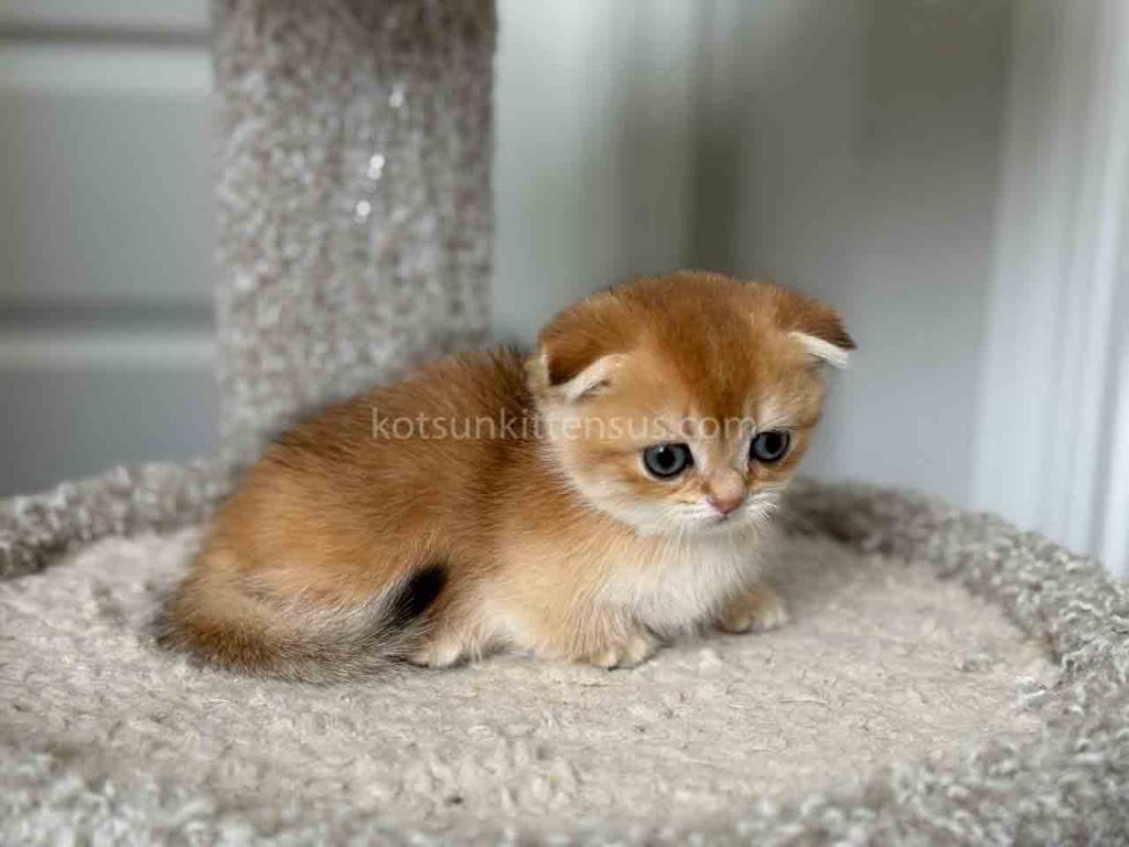 HTX Teacup Golden Scottish Kilt Munchkin Fold photo 7