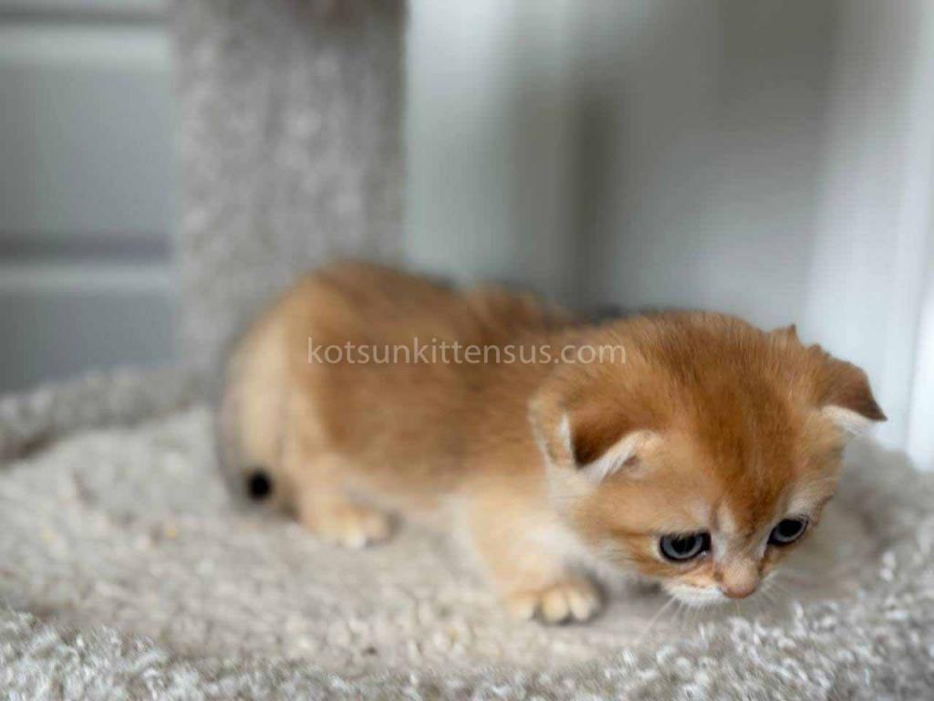 HTX Teacup Golden Scottish Kilt Munchkin Fold photo 6