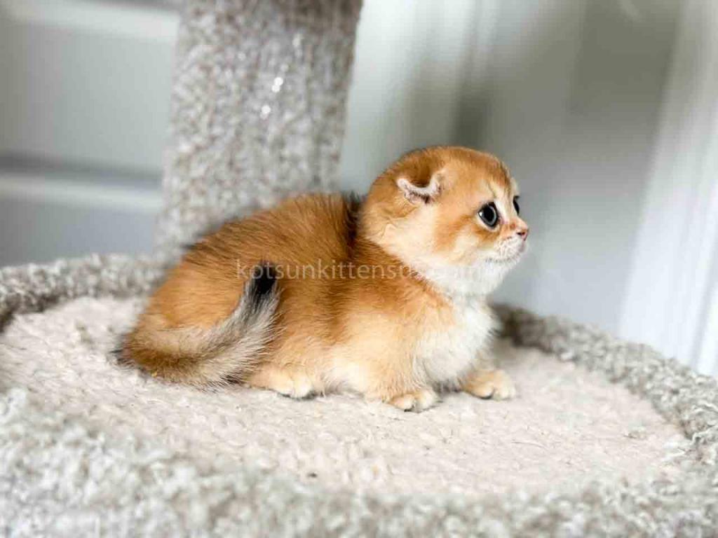 HTX Teacup Golden Scottish Kilt Munchkin Fold photo 8