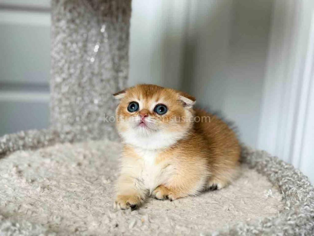 HTX Teacup Golden Scottish Kilt Munchkin Fold