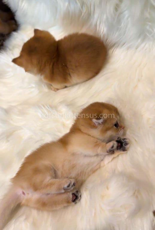 HTX Teacup Golden Scottish Kilt Munchkin Fold photo 31