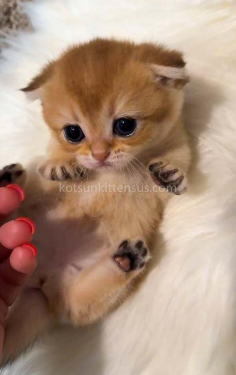 HTX Teacup Golden Scottish Kilt Munchkin Fold photo 36