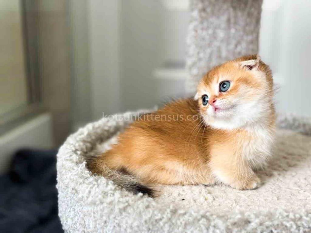 HTX Teacup Golden Scottish Kilt Munchkin Fold photo 15