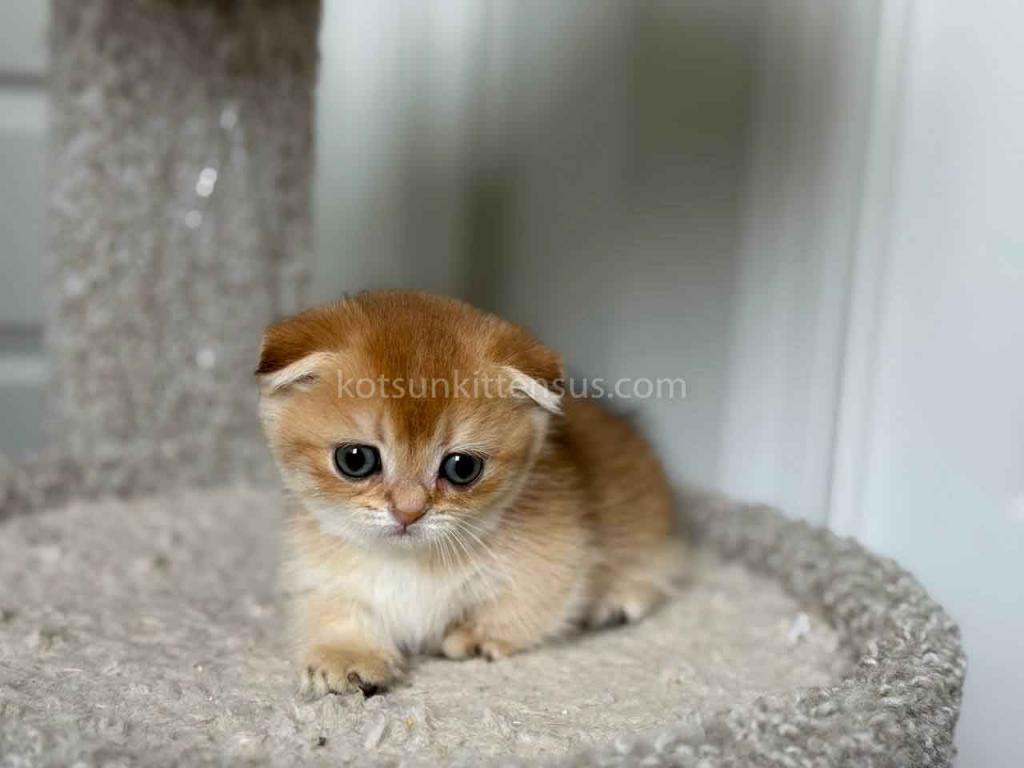HTX Teacup Golden Scottish Kilt Munchkin Fold photo 9