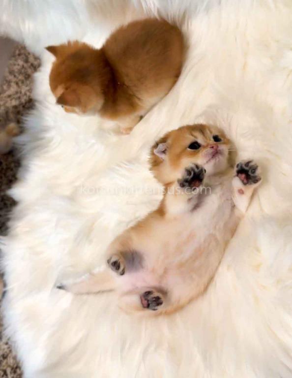 HTX Teacup Golden Scottish Kilt Munchkin Fold photo 30