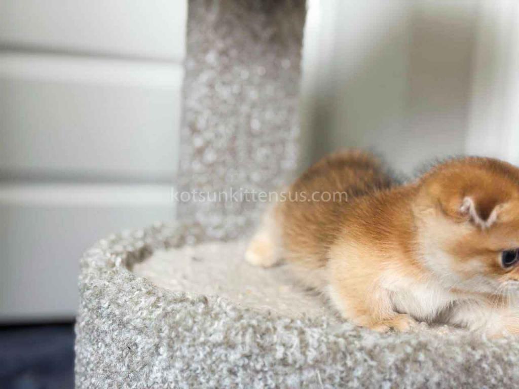 HTX Teacup Golden Scottish Kilt Munchkin Fold photo 21