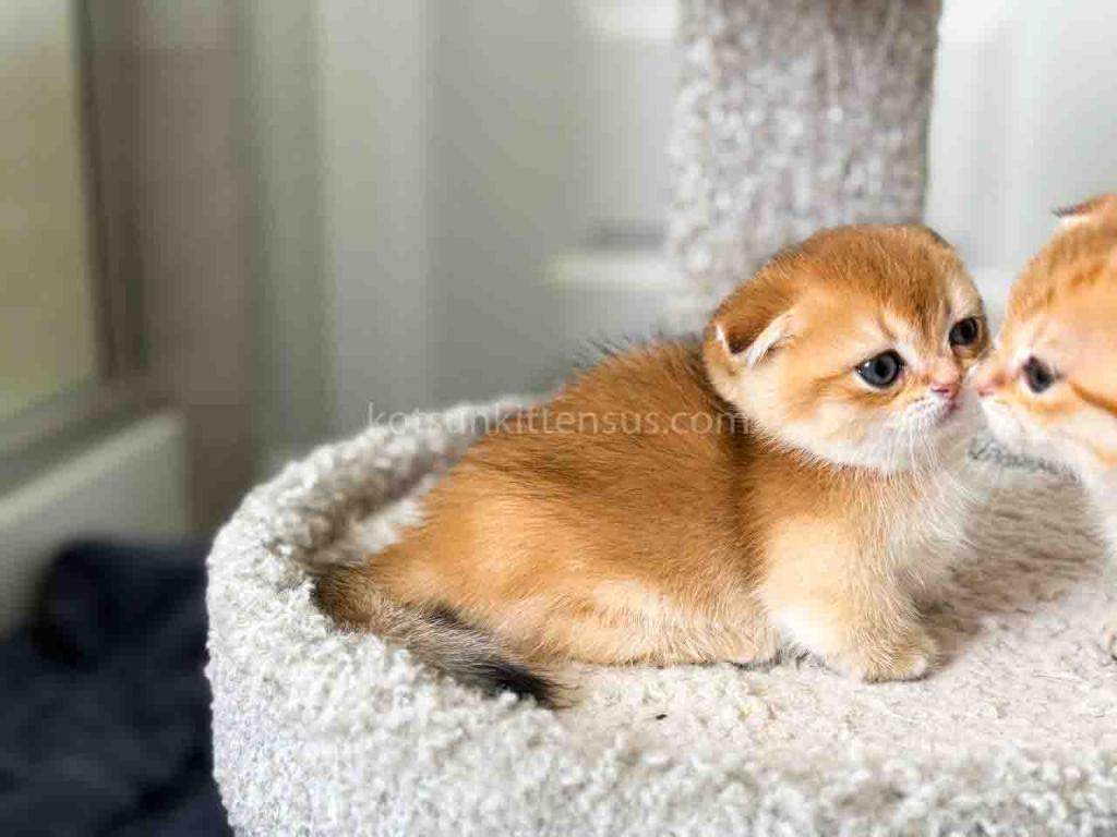 HTX Teacup Golden Scottish Kilt Munchkin Fold photo 16