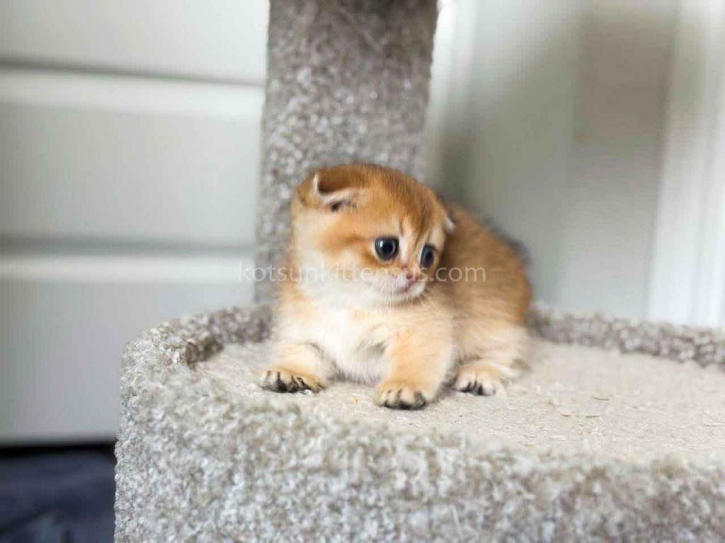 HTX Teacup Golden Scottish Kilt Munchkin Fold photo 20