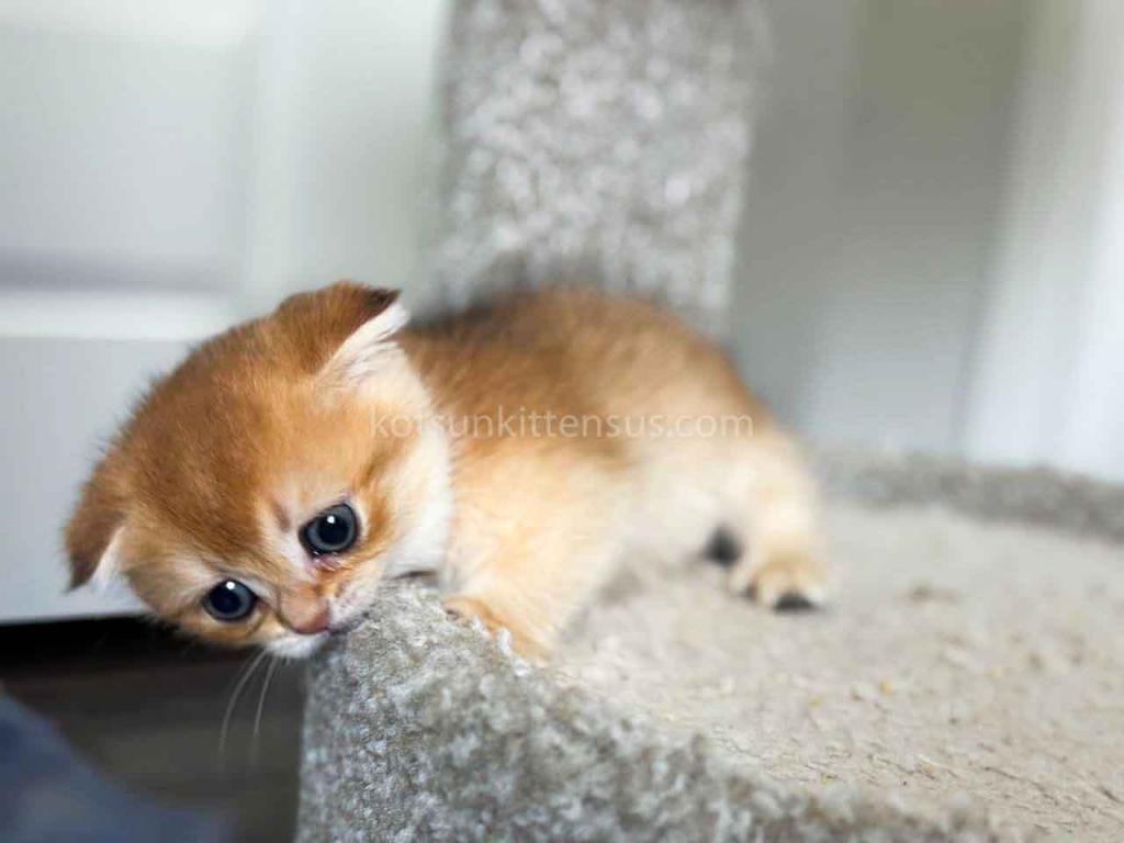 HTX Teacup Golden Scottish Kilt Munchkin Fold photo 25