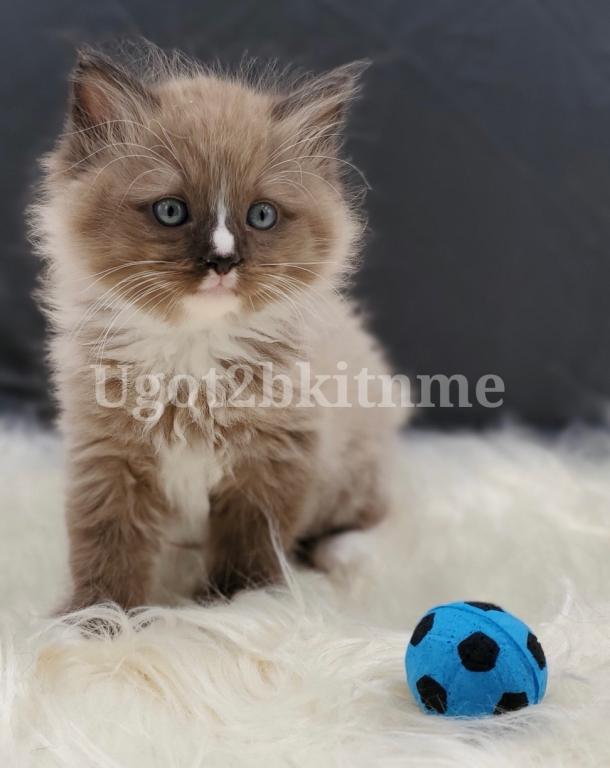 TICA Ragdolls Reserve Yours Now photo 1