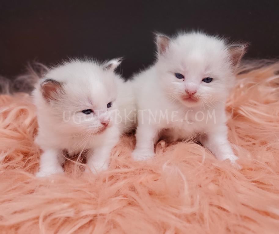 TICA Ragdolls Reserve Yours Now photo 5