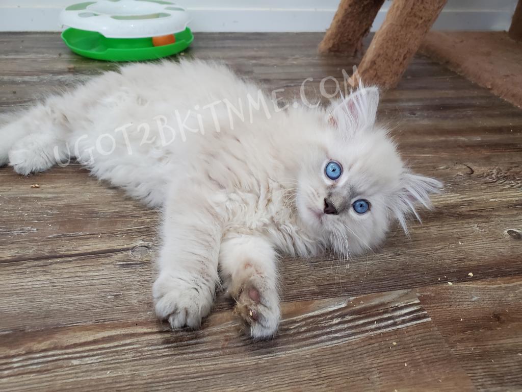TICA Ragdolls Reserve Yours Now photo 11