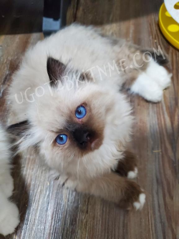 TICA Ragdolls Reserve Yours Now photo 13